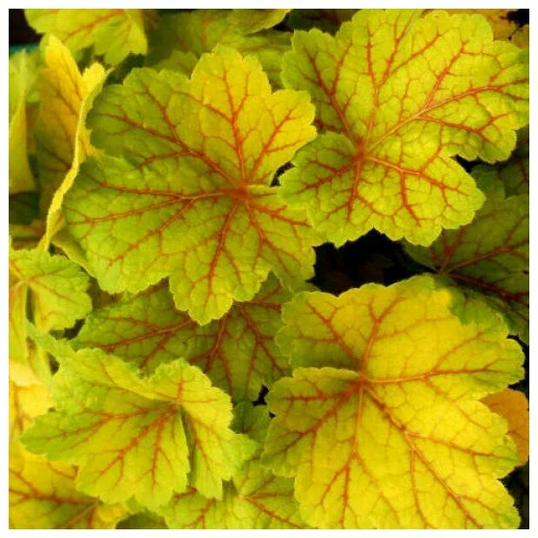 Гейхера (Heuchera) «Electra»