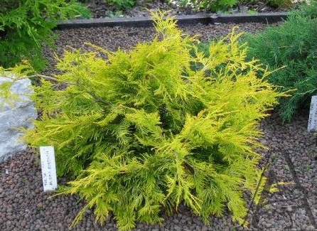 Туя западная (Thuja oссidentalis) «Aurea Kordusii»