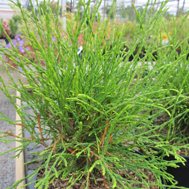 Туя западная (Thuja occidentalis) «Pin Cushion»