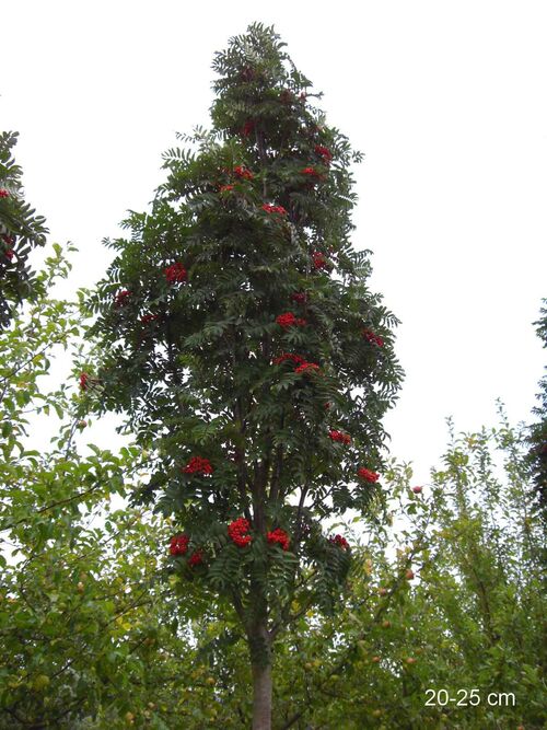 Рябина обыкновенная (Sorbus aucuparia) "Fastigiata Jacob Ladder"
