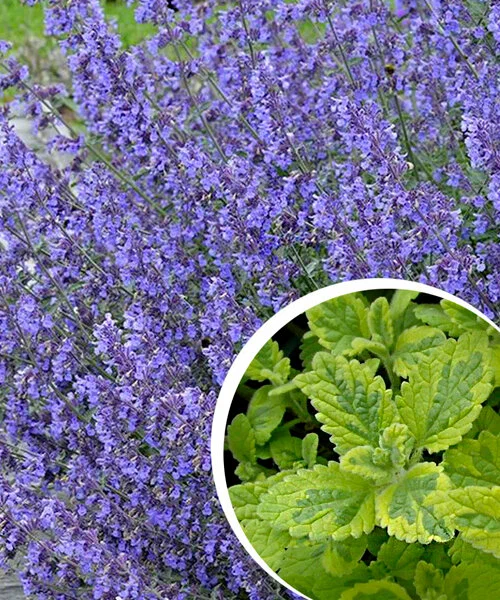 Котовник Фассена "Six Hills Giant Gold"