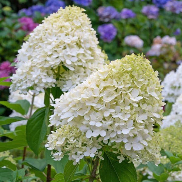 Гортензия метельчатая (Hydrangea paniculata) “Grandiflora”