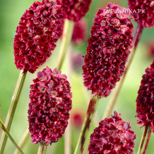 Кровохлёбка лекарственная (Sanguisorba officinalis) «Tanna»