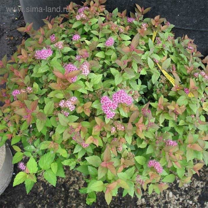 Спирея (Spiraea) Джангу