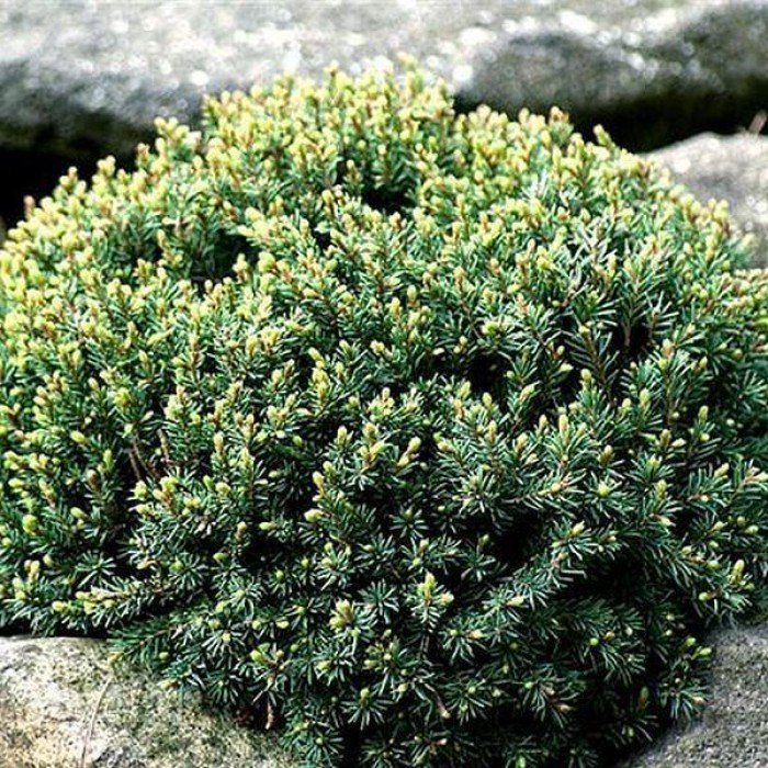 Ель канадская (сизая) (Picea glauca)“Blue Planet”