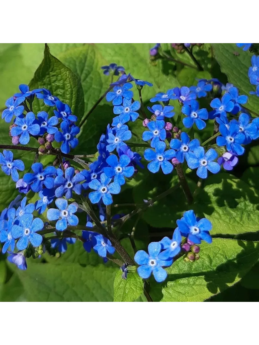 Бруннера сибирская (Brunnéra sibírica)