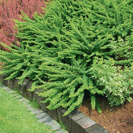 Барбарис Тунбергера (Berberis thunbergii) “Green Carpet”