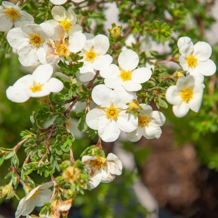 Лапчатка кустарниковая (Potentilla fruticosa) 'Abbotswood'