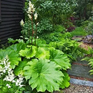 Астильбоидес пластинчаный