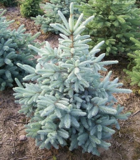 Ель колючая (Picea pungens) "San Isabel"