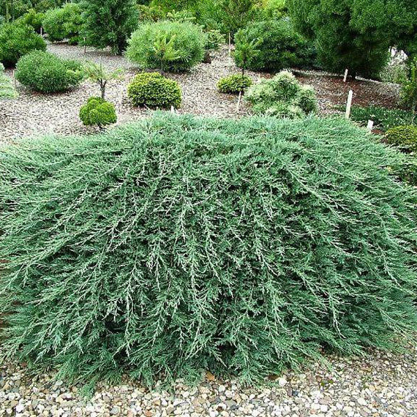 Можжевельник горизонтальный (Juniperus horizontalis) “Wiltoni”