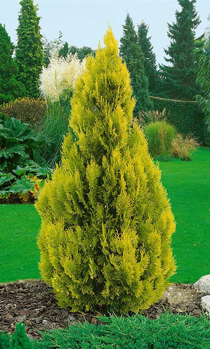 Туя западная (Thuja occidentalis) “Jantar”