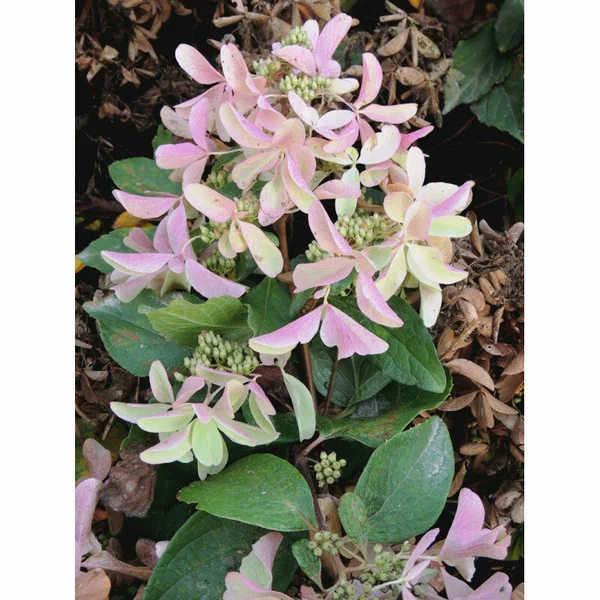 Гортензия метельчатая “Star Rose”