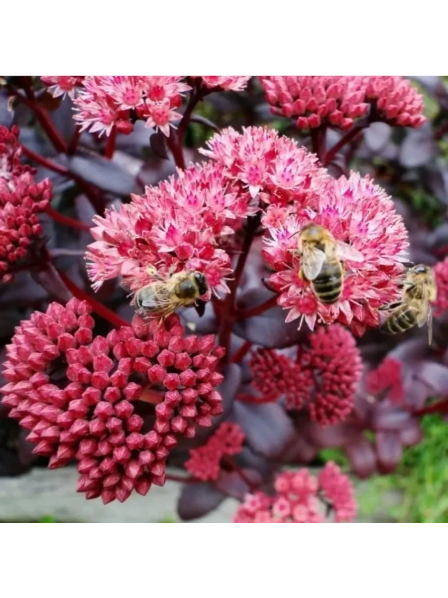 Очиток видный  (Sedum spectabile)                 «Purple Emperor»