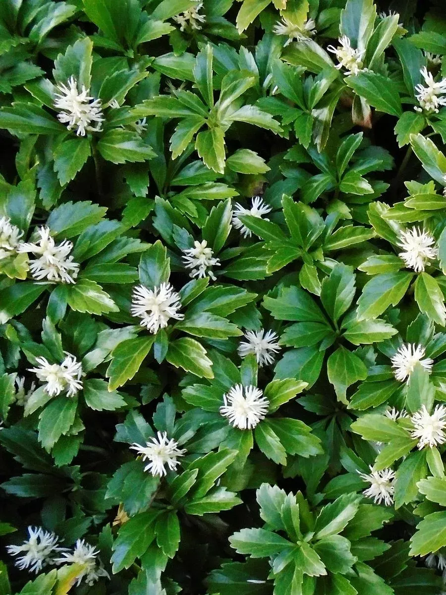 Пахиcандра верхушечная (Pachysandra terminalis)