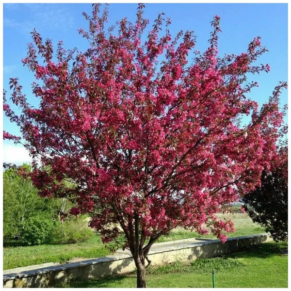 Яблоня (Malus) «Недзвецкого»