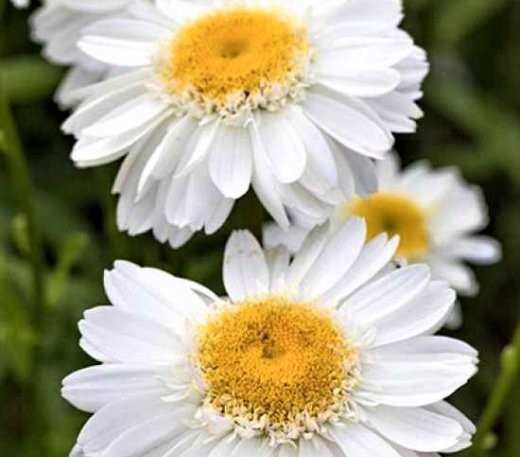 Нивянник наибольший  (Leucanthemum)         «Sunny Side Up»