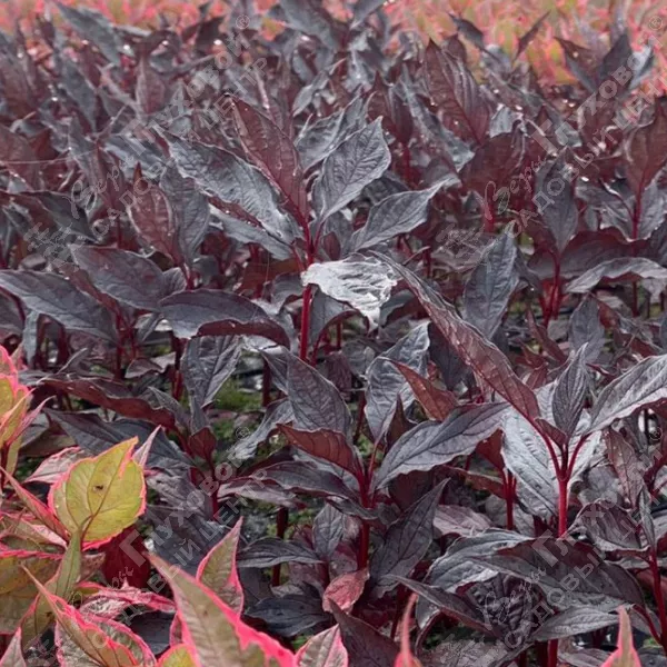 Дерен белый           (Cornus alba)                      "Nightfall"