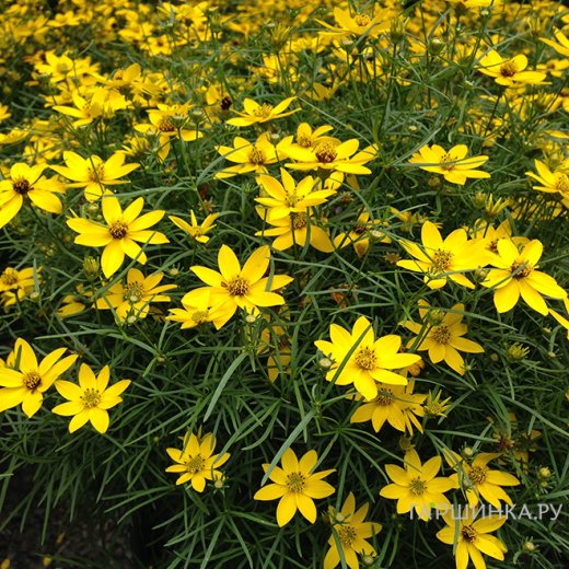 Кореопсис мутовчатый (Coreopsis verticillata) «Zagreb»