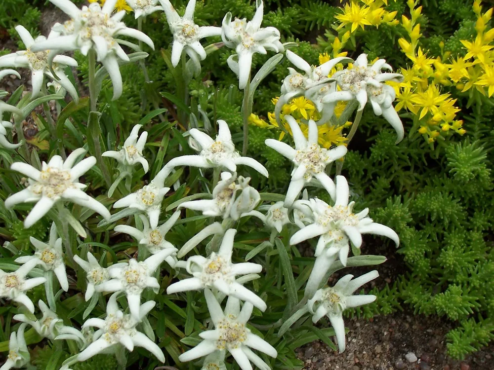 Эдельвейс "Alpinum Everest"