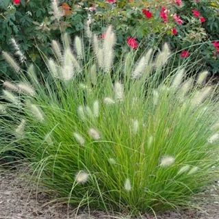 Пеннисетум лисохвостный (Little Bunny)