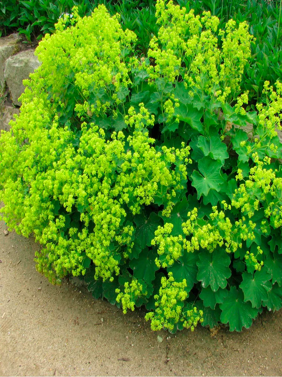 Манжетка мягкая 'Thriller'