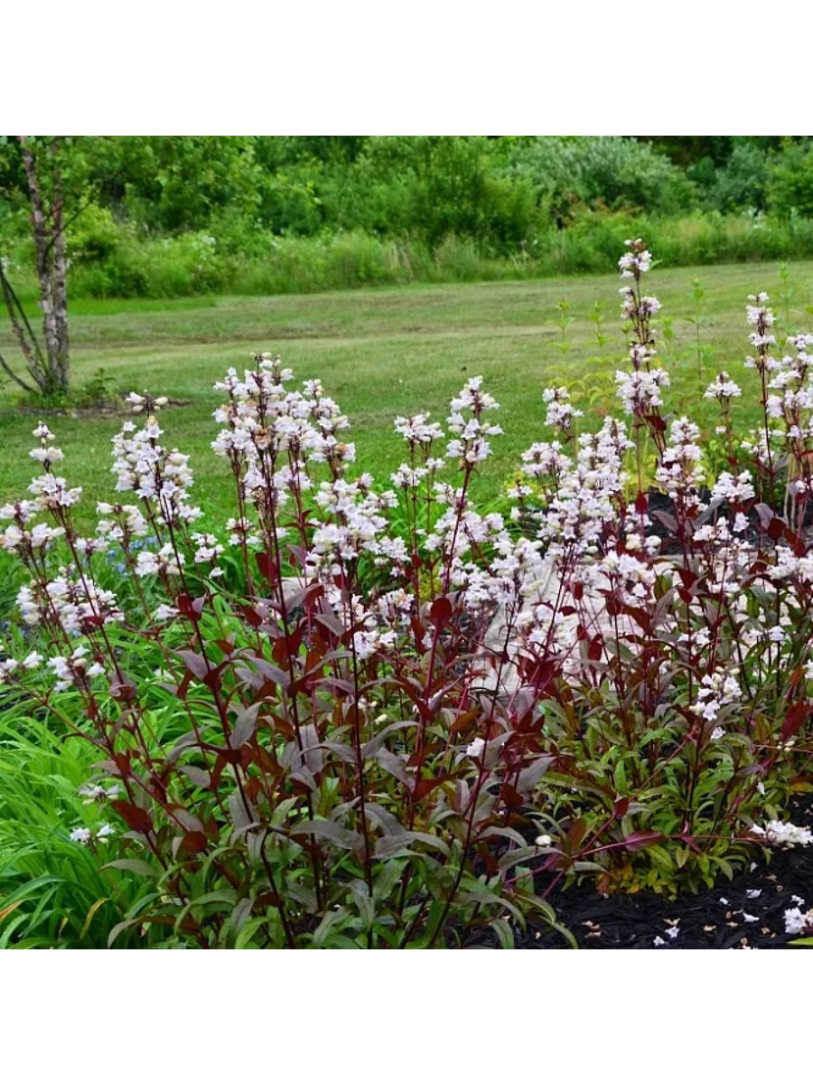 Пенстемон наперстянковый (Penstemon digitalis) «Мистика»