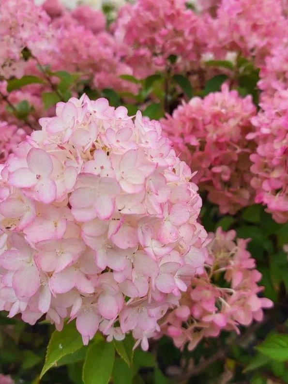 Гортензия метельчатая «Petite Cherry»