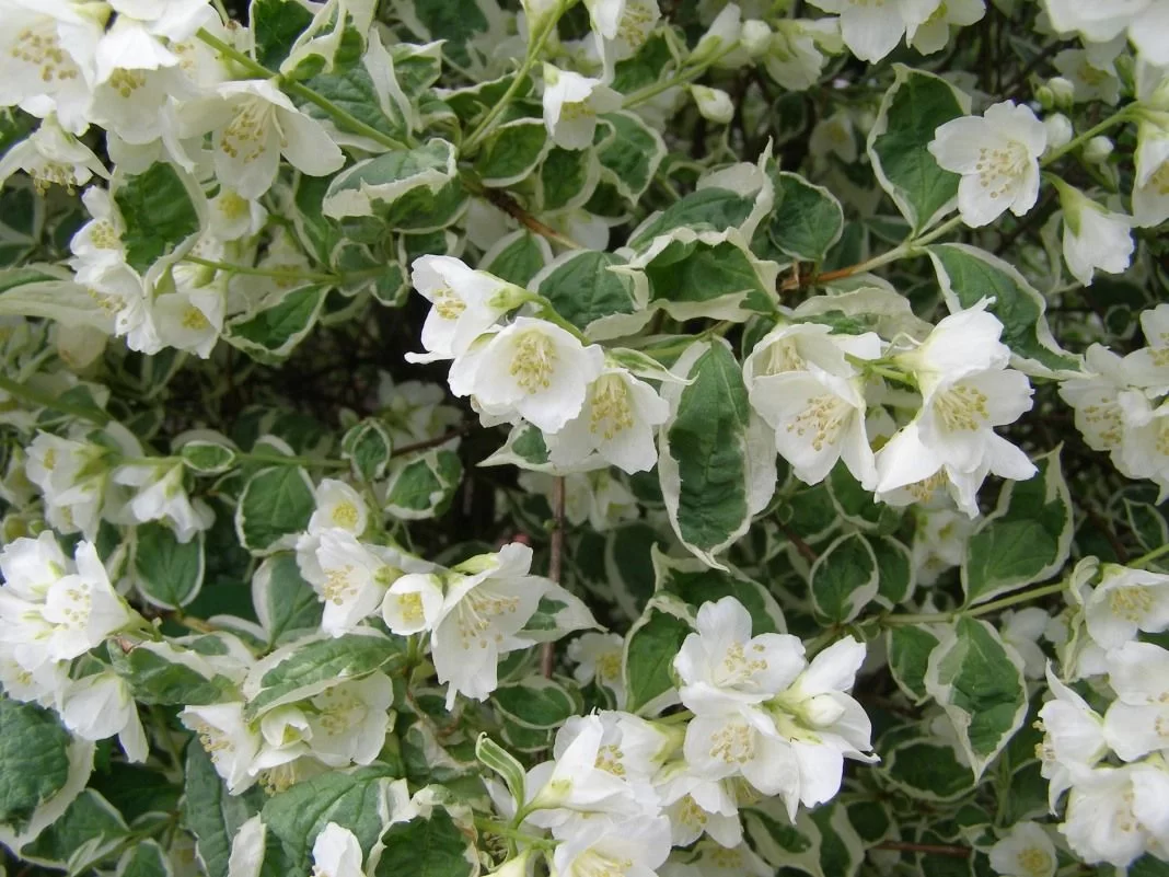 Чубушник венечный (Philadelphus)  “Variegatus”