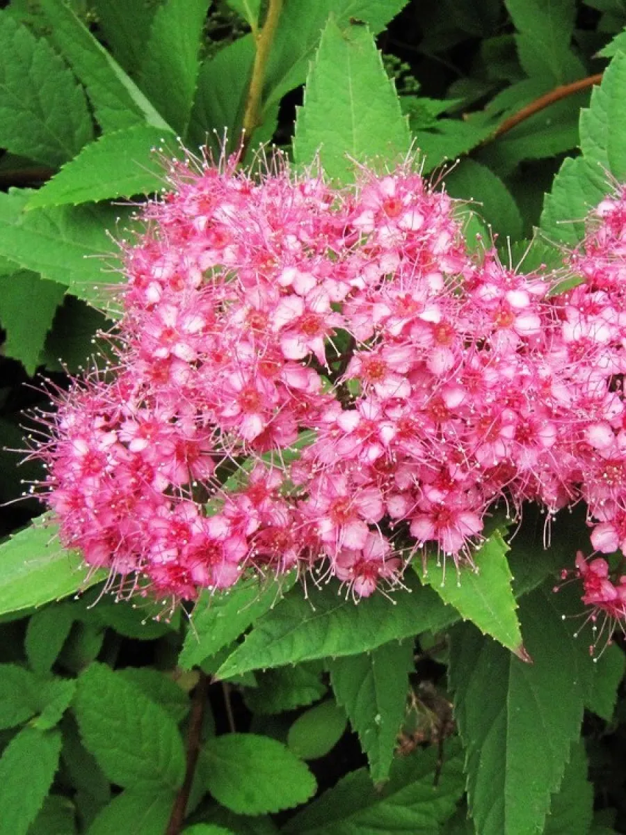 Спирея японская (Spiraea japonica)          «San-Susi Nabiona»
