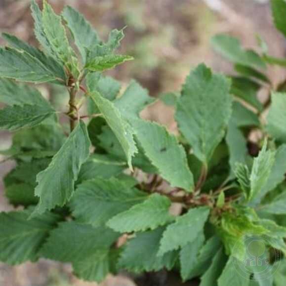 Ольха серая «Monstrosa»