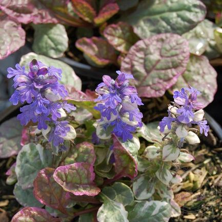 Живучка ползучая (Ajúga réptans) "Burgundi Glow"