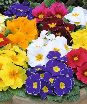 Примула бесстебельная mix