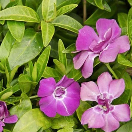 Барвинок малый (Vinca minor) "Multiplex"