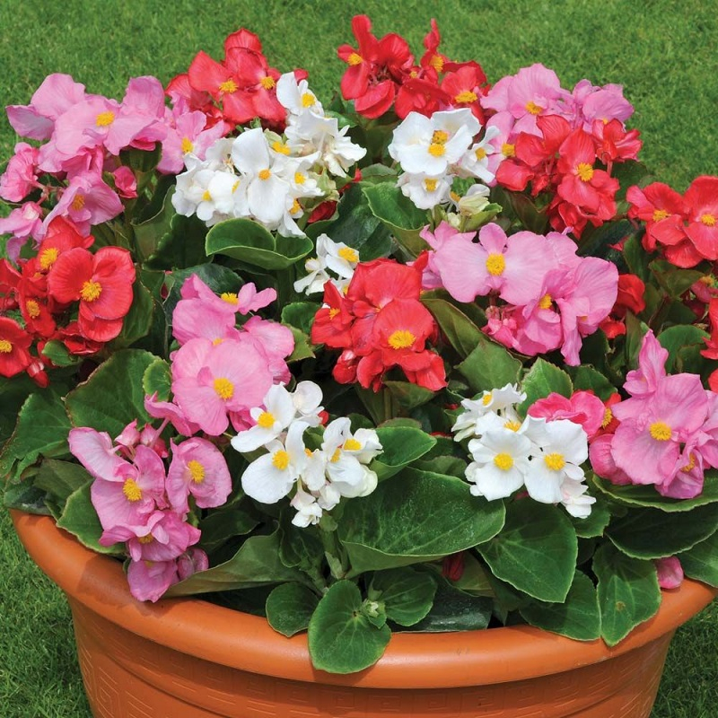 Бегония вечноцветущая (Begonia semperflorens) «Sprint Plus MIX»