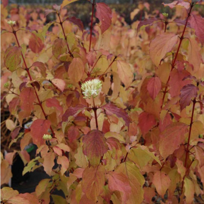 Дерен кроваво-красный«Winter Beauty»