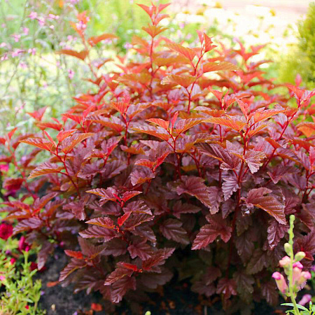 Пузыреплодник калинолистный   (Physocarpus opulifolius)                     'Little Angel'