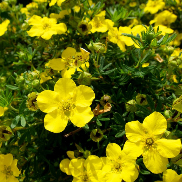 Лапчатка кустарниковая (Potentilla fruticosa) "Goldstar"