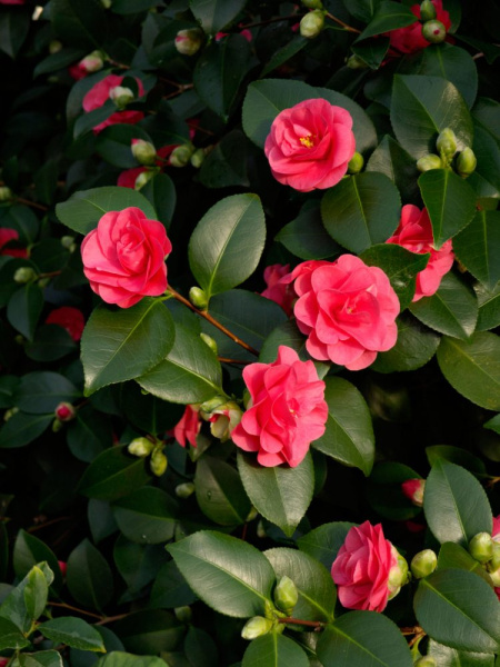 Камелия японская (Camellia)«Lady Campbell»