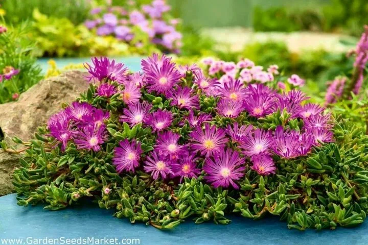 Делосперма Купера (Delosperma Cooperi) Mix