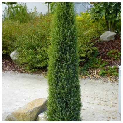Можжевельник обыкновенный (Juniperus communis) “Arnold'”