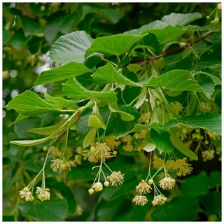 Липа мелколистная (ком)