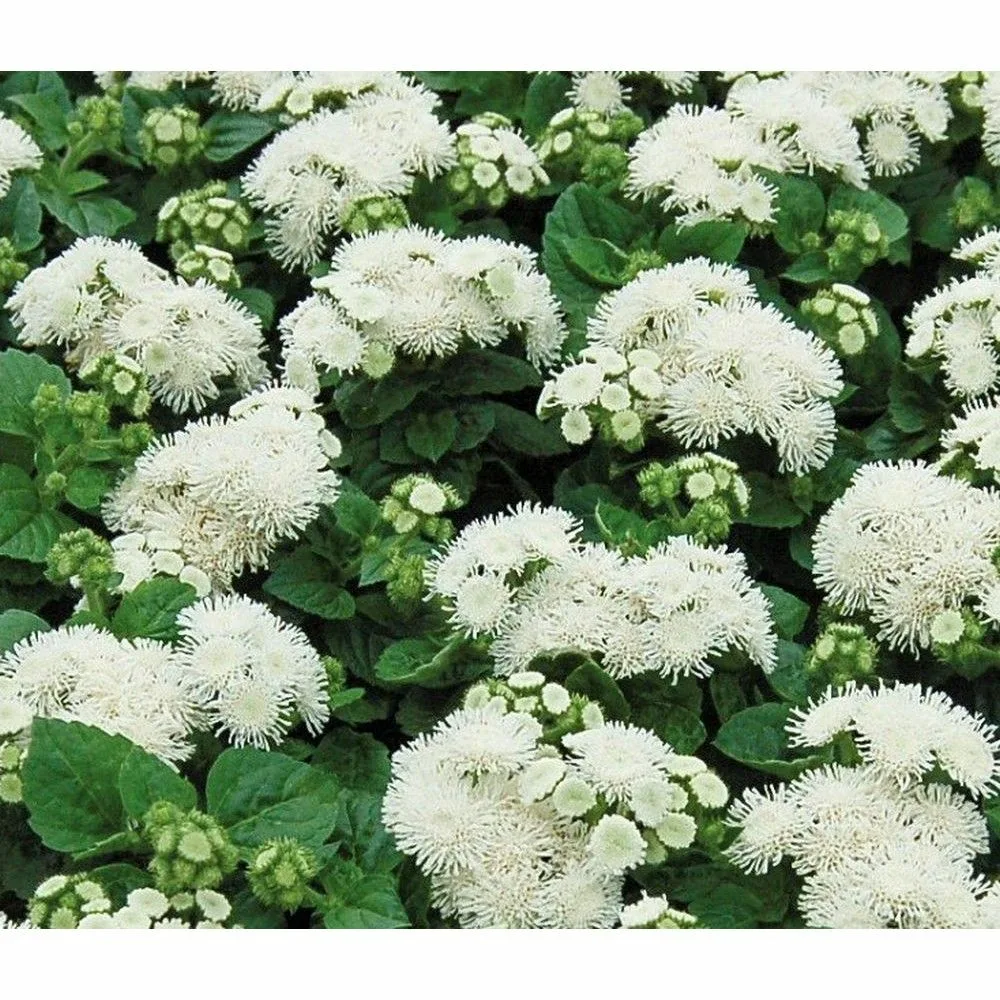 Агератум Хоустона (белый)