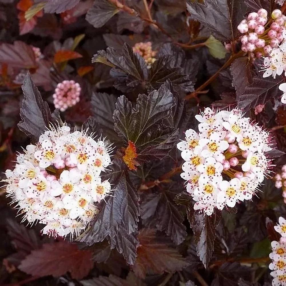 Пузыреплодник калинолистный (Physocarpus opulifolius)               'Midnight'