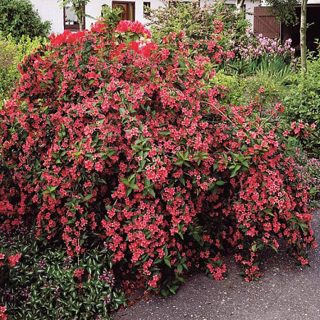 Вейгела (Weigela) "Bristol Ruby"