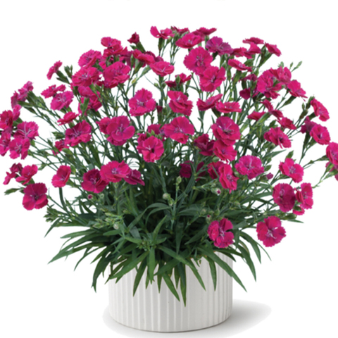 Гвоздика (Diánthus) Delilah «Magenta»