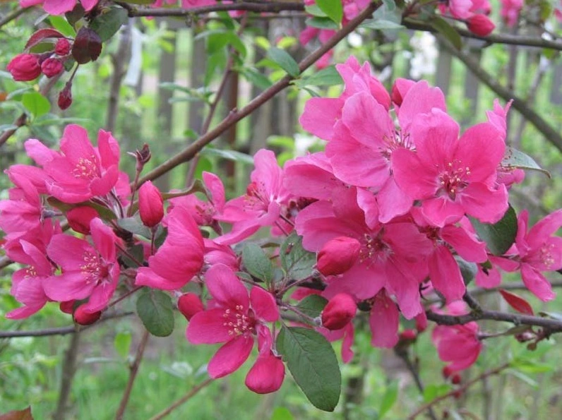 Яблоня декоративная (Malus) «Lemoinei»