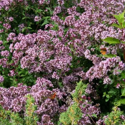 Душица обыкновенная Diabolo