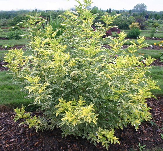 Бузина черная (Sambucus nigra) «Madonna»