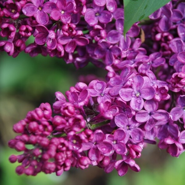 Сирень обыкновенная (Syringa vulgaris) "Индия"